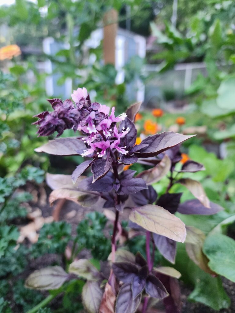 Flowering purple basil