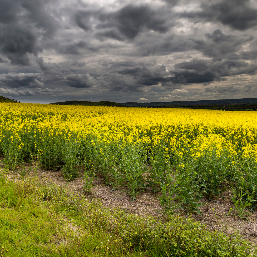 crop field with storm clouds