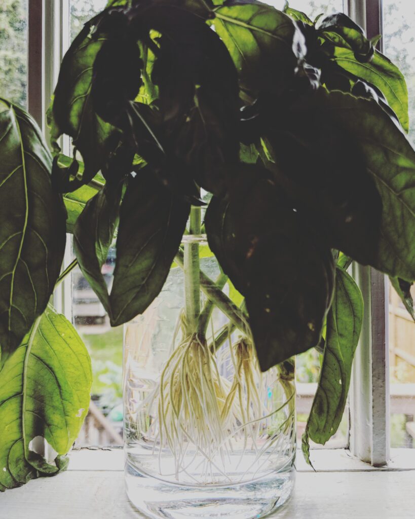 Rooted basil cuttings in jar of water