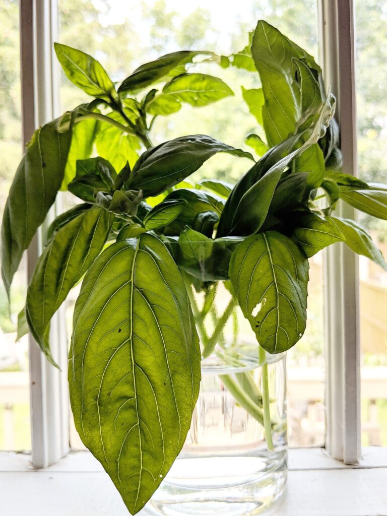 Basil cuttings in jar of water